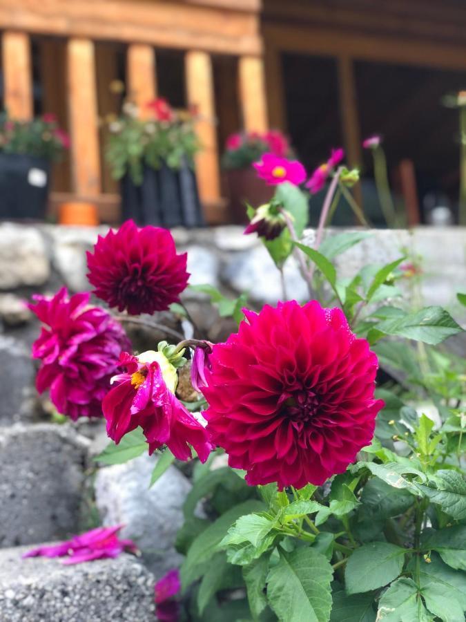 Krojet E Rrogamit Valbone Dış mekan fotoğraf